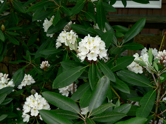 {Rhododendron maximum}